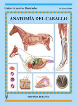 Anatomía del caballo