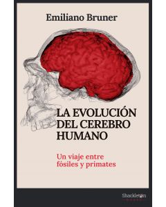 La evolución del cerebro humano
